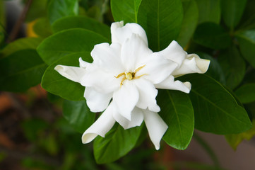 Obraz na płótnie Canvas Gardenia jasminoides or cape jasmine white flower with green foliage