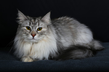 chat, chaton, animal, animal de compagnie, blanc, joli, felidae, domestique, fourrure, chat, bleu,...