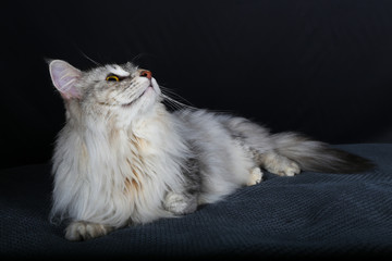 chat, chaton, animal, animal de compagnie, blanc, joli, felidae, domestique, fourrure, chat, bleu, duveteux, yeux, adorable, portrait, jeune, beau, animal de compagnie, isolé, persan, gris, petit, bri