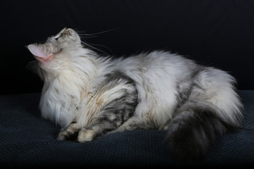 chat, chaton, animal, animal de compagnie, blanc, joli, felidae, domestique, fourrure, chat, bleu, duveteux, yeux, adorable, portrait, jeune, beau, animal de compagnie, isolé, persan, gris, petit, bri