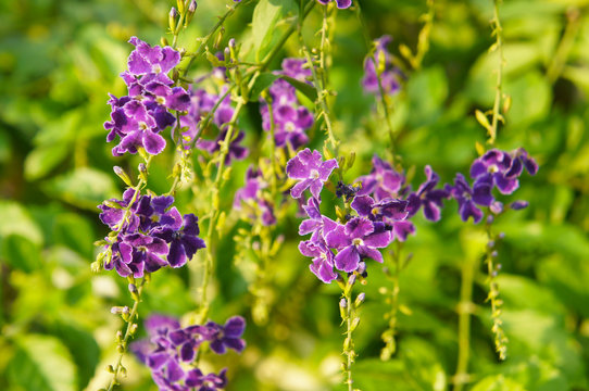 duranta repens or pigeon berry many small purple flowers with green background