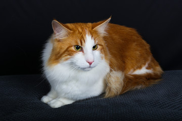 chat, animal, animal de compagnie, chaton, felidae, joli, blanc, domestique, fourrure, yeux, animal...
