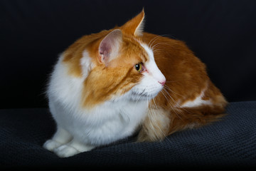 chat, animal, animal de compagnie, chaton, felidae, joli, blanc, domestique, fourrure, yeux, animal...