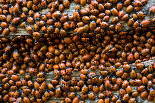 Thousands of red ladybugs (coccinellidae) carpet the cedar trees in the areas of the Tejon Ranch.
