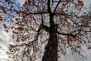 Kumquat tree in Tui - Portugal