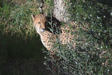 Guépard