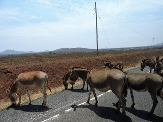 Eselherde auf der Straße