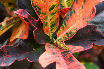 Codiaeum variegatum or garden croton mammi plant © skymoon13