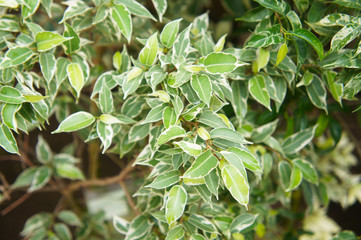 Green and white leaves of ficus benjamina kinky tree