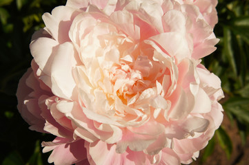 Peony lactiflora bomb-type pink flower head
