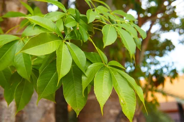 Selbstklebende Fototapeten Adansonia digitata oder Affenbrotbaum grüne Blätter © skymoon13