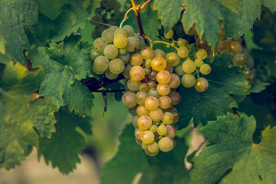 The secrets of a vineyard