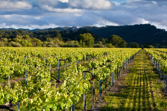 ARROYE GRANDE, CALIFORNIA: A central coast winery