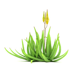 Single Aloe Vera