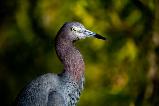 Reddish Egret portrait