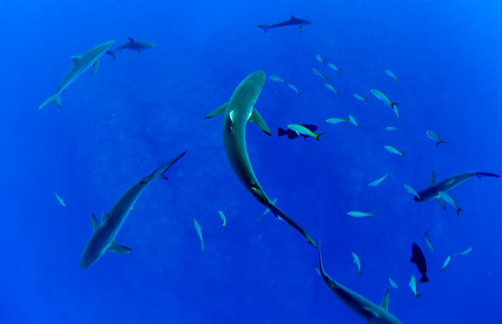 Jardines de la Reina, Cuba: Detail of sharks and fish.
