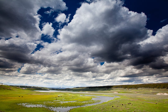 Buffalo in Hayden Valley, Yellowstone National Park, Wyoming.