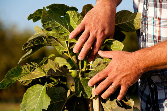 Saticoy, California, Lemon Farm: A man exposes a young fig growing on newly planted fig tree.