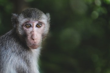 monkey with shining eyes in the jungle of Thailand  stare at photographer