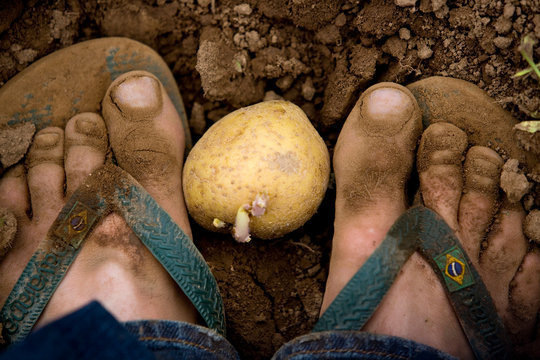 OJAI, CALIFORNIA: Community Serviced Agriculture or CSA?s.