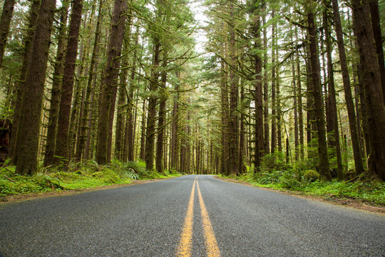 Hoh River Rain Forest. Olympic National Park, WA