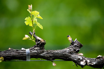 Close up of a vine at a vineyard.