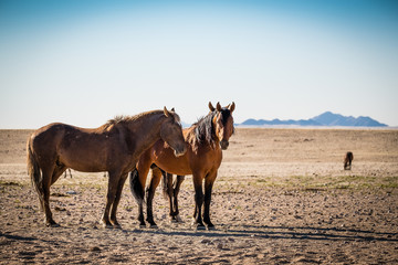 Desert Horse