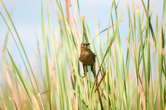 EVERGLADES NATIONAL PARK, FLORIDA: A boat-tailed grackle (quiscalus major).