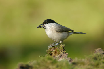 The marsh tit (Poecile palustris) is a passerine bird in the tit family Paridae and genus Poecile