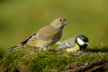 The greenfinch (Carduelis chloris) is a well-known bird as it often visits gardens and drives other birds away from feeders. Invasive bird