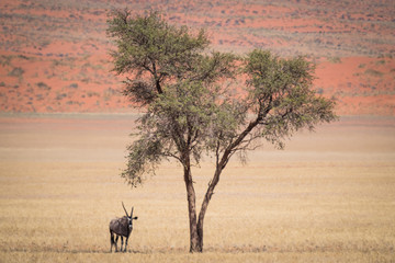 Fototapeta na wymiar Oryx Tree