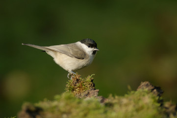 The marsh tit (Poecile palustris) is a passerine bird in the tit family Paridae and genus Poecile