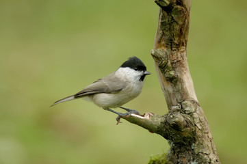Obraz premium The marsh tit (Poecile palustris) is a passerine bird in the tit family Paridae and genus Poecile