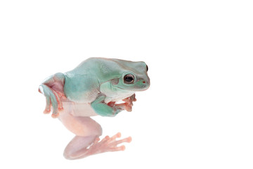 Green tree frog, White's tree frog, or dumpy tree frog (Litoria caerulea) climbing on a white background
