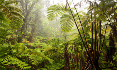 The jungle in Volcanoes National Park, Hawaii.