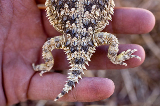 Detail of a horned lizard on the Tejon Ranch.