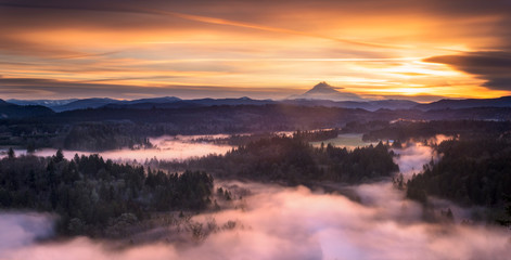 Pine trees and over the Sandy River with Mt. Hood in the distance near Portland, OR.