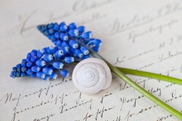 muscari flower still life with snail shell on old letter