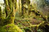 Hoh River Rain Forest. Olympic National Park, WA