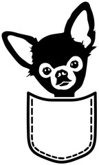 Chihuahua pocket black and white
