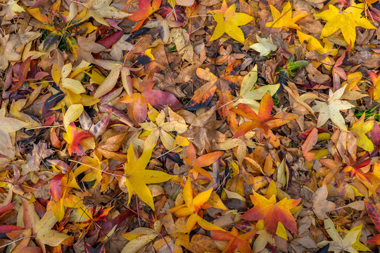 Colorful trees in autumn - Tui