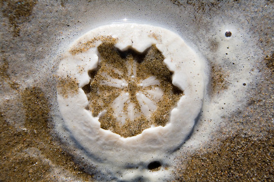 PISMO BEACH, CA: A dead and bleached Sand Dollar (echinoderm) in the sand.