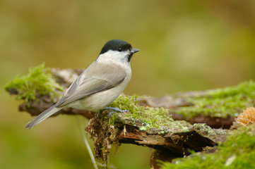 The marsh tit (Poecile palustris) is a passerine bird in the tit family Paridae and genus Poecile