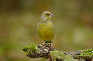 The greenfinch (Carduelis chloris) is a well-known bird as it often visits gardens and drives other birds away from feeders. Invasive bird