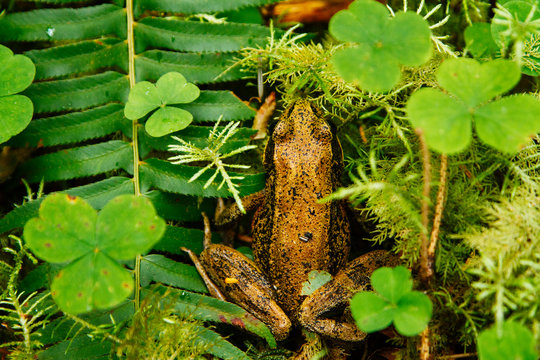 Red Legged Frog In Foliage