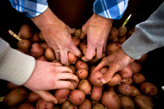 OJAI, CALIFORNIA: Hands reach in for potatoes that will be planted at the farm.
