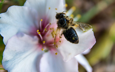 Abeille sur une fleur de noix