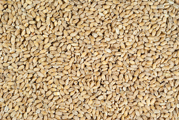 background, texture - pearl barley groats