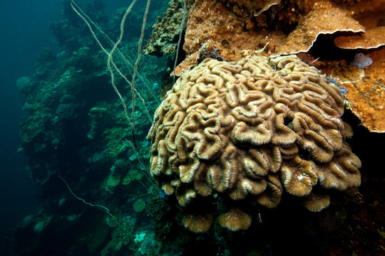 Coral, Nikko Bay in the rock islands, Palau.