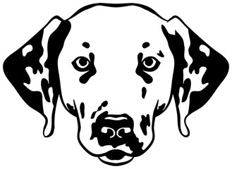 Obraz premium Dalmatian head
